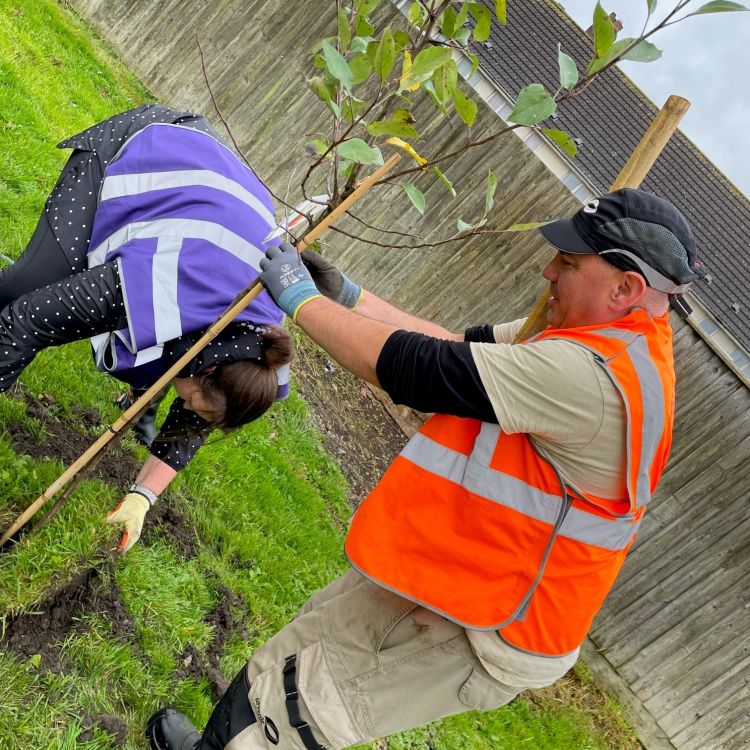 Tree planting